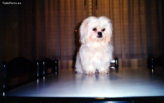 La foto del perro