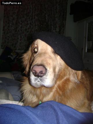 La foto del perro