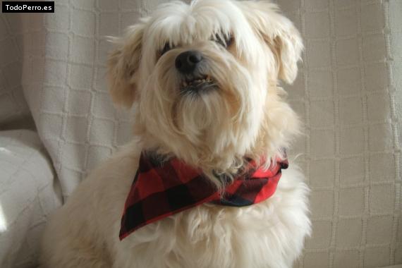La foto del perro