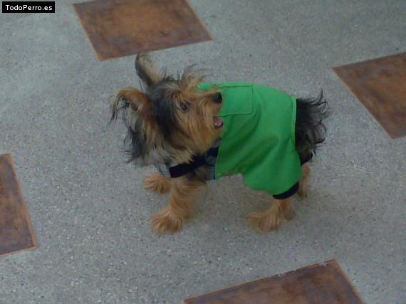 La foto del perro