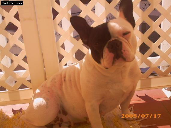 La foto del perro