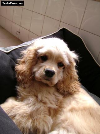 Foto del perro Rumba