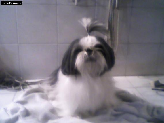 Foto del perro Chepe