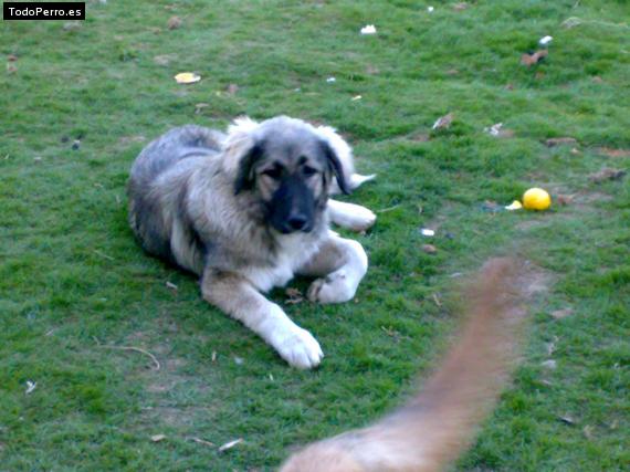 La foto del perro