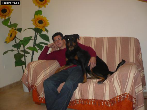 La foto del perro
