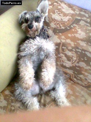 La foto del perro