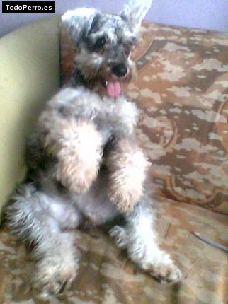 La foto del perro