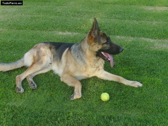 La foto del perro