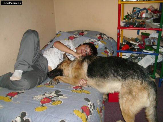 La foto del perro