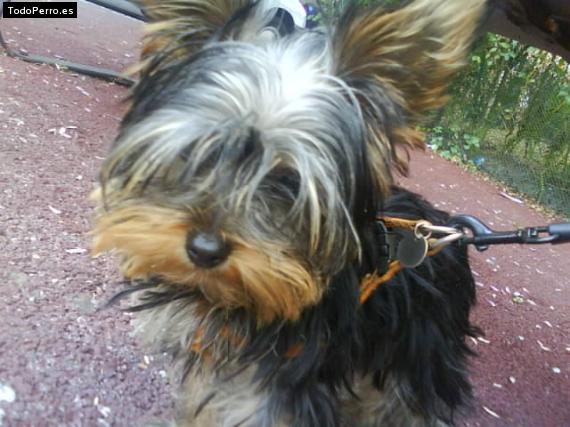 La foto del perro