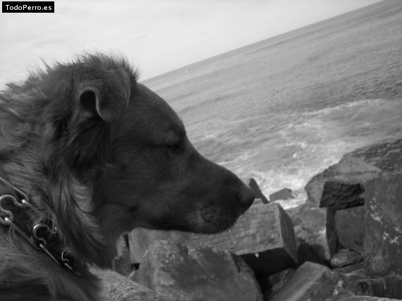 La foto del perro