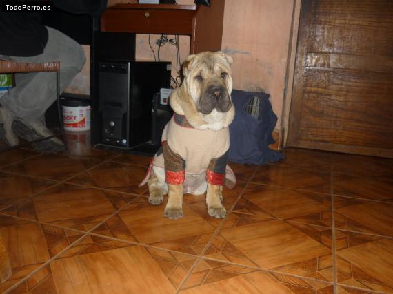 La foto del perro