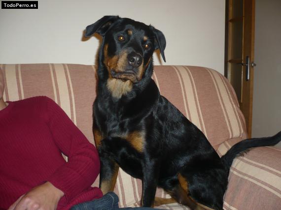 La foto del perro