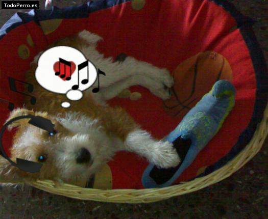 La foto del perro