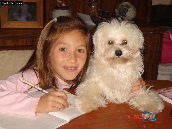 La foto del perro