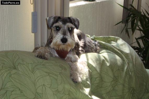 Foto del perro Dinky