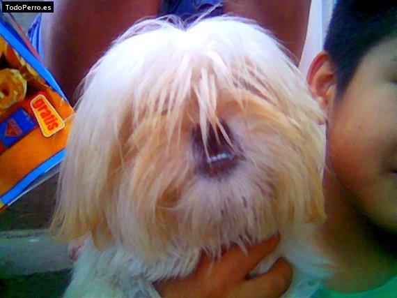 La foto del perro