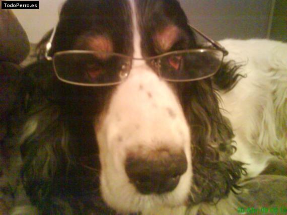 La foto del perro