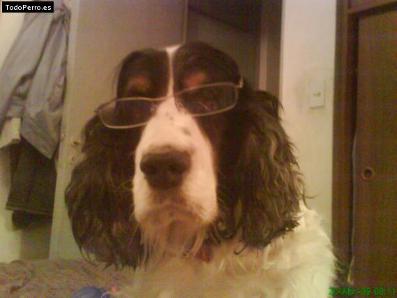 La foto del perro