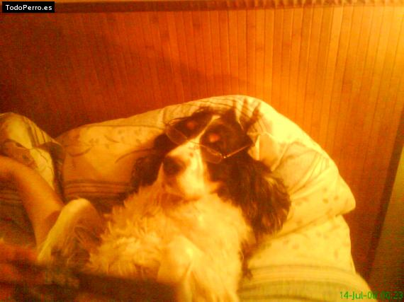 La foto del perro