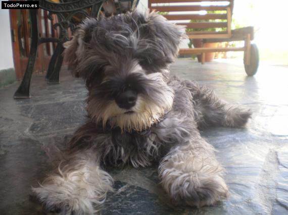 La foto del perro