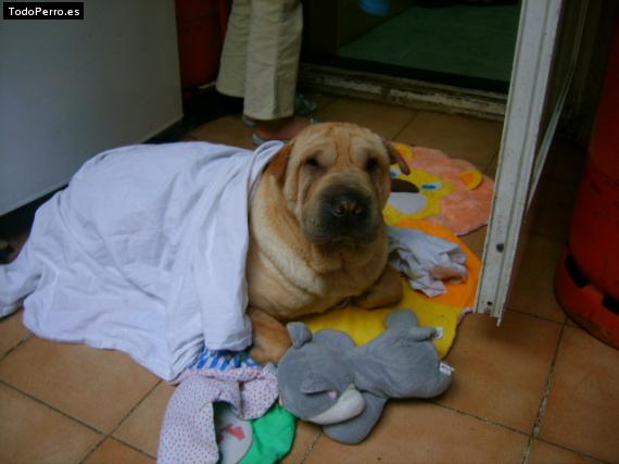La foto del perro