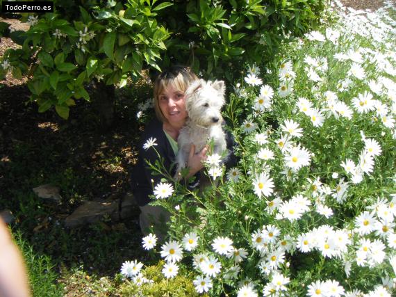 La foto del perro