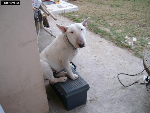 La foto del perro