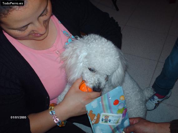 La foto del perro