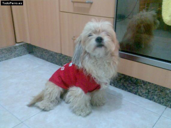 La foto del perro