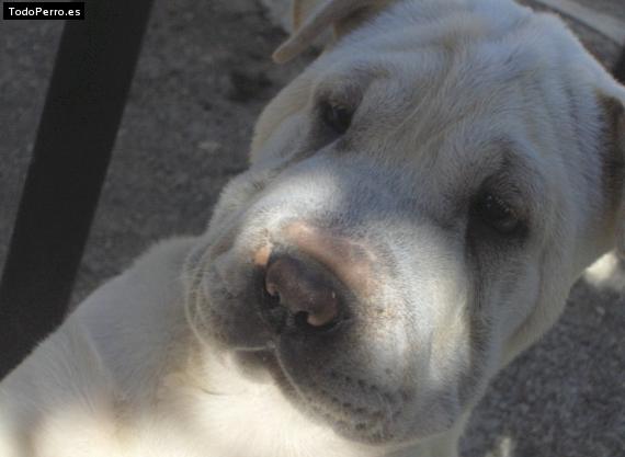 La foto del perro
