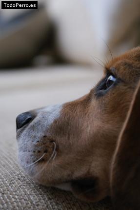 La foto del perro