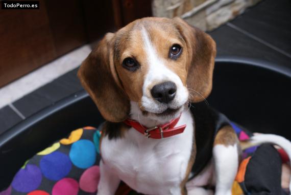 La foto del perro