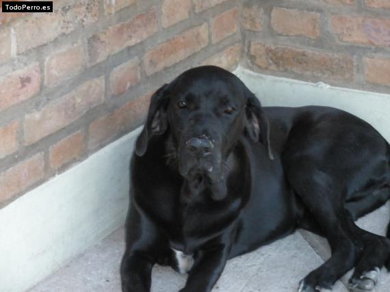 Foto del perro Ivon