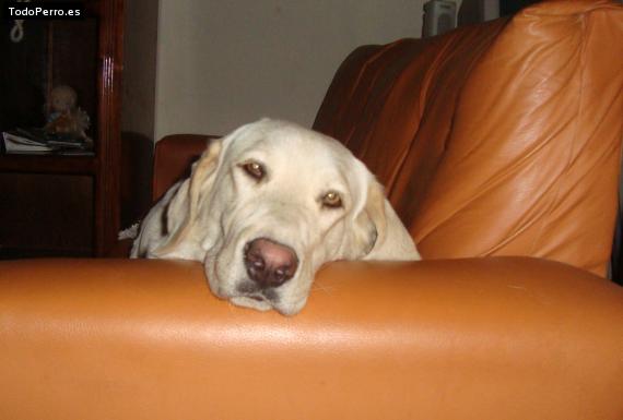 La foto del perro