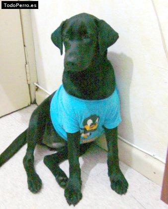 La foto del perro