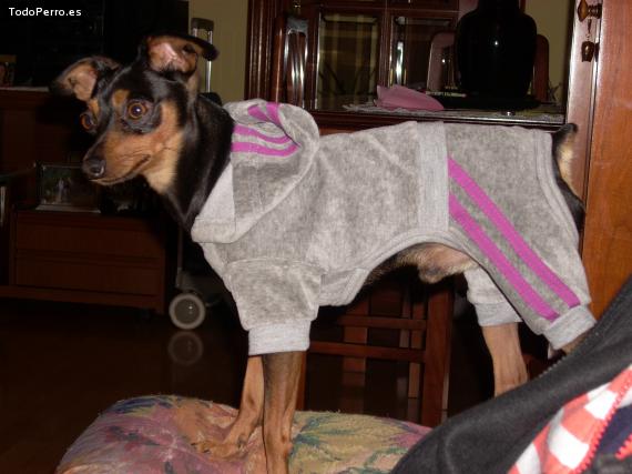 La foto del perro