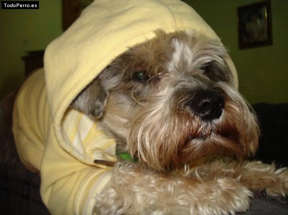 La foto del perro