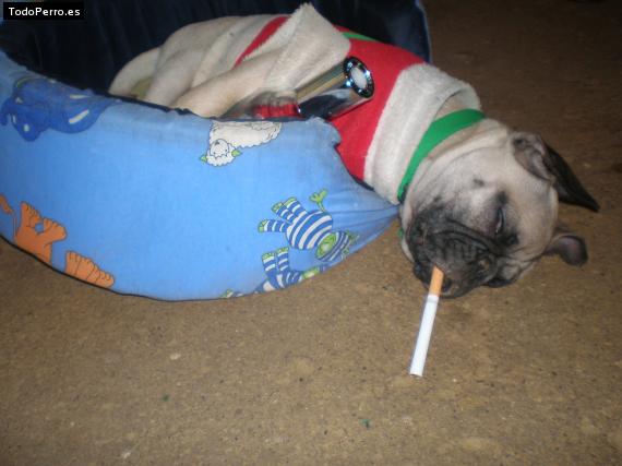 La foto del perro