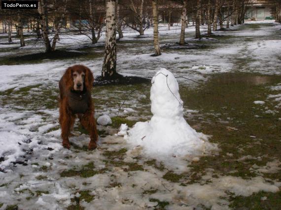 La foto del perro