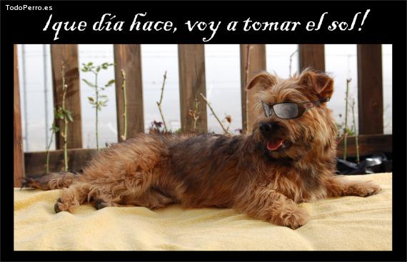 La foto del perro