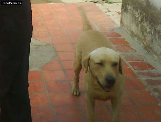 La foto del perro