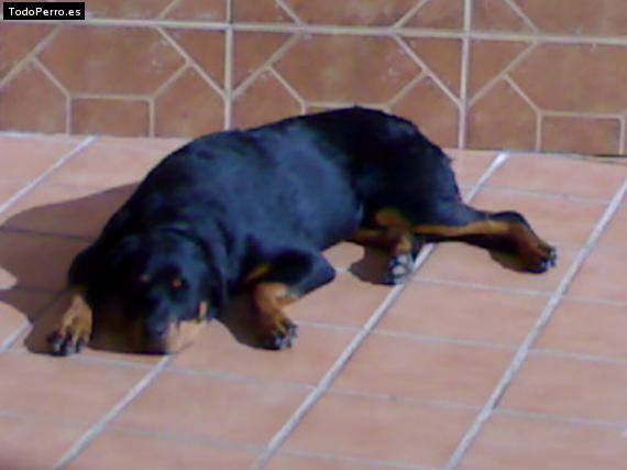 La foto del perro