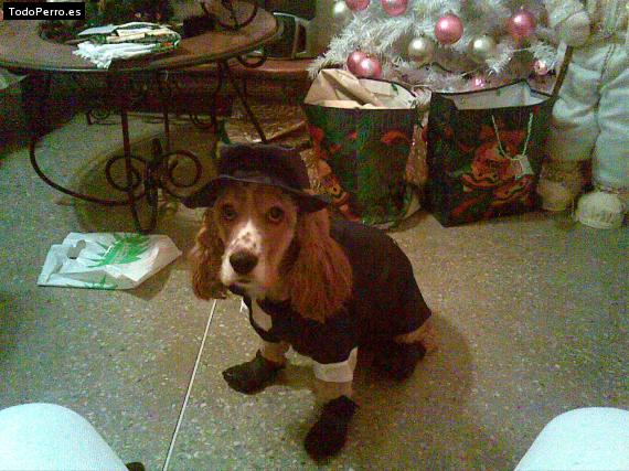 La foto del perro
