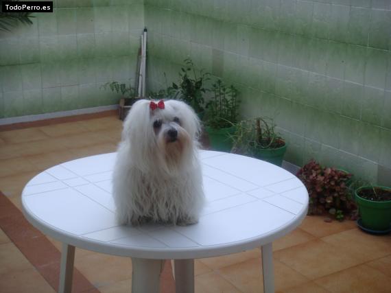 La foto del perro
