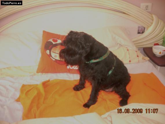 La foto del perro