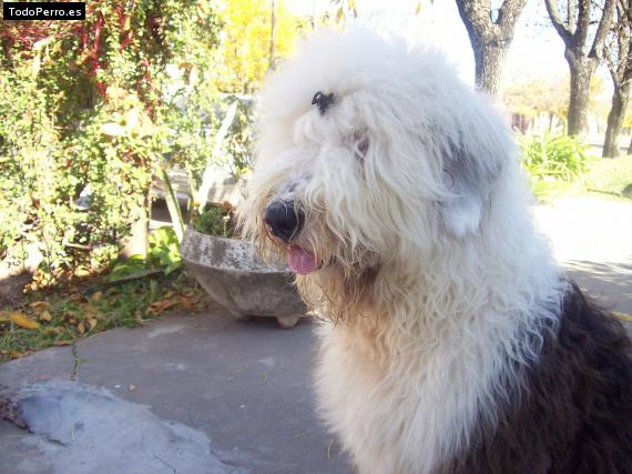 Foto del perro Huma