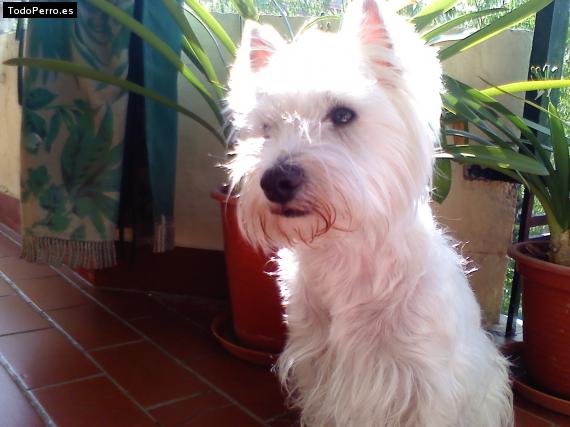 La foto del perro