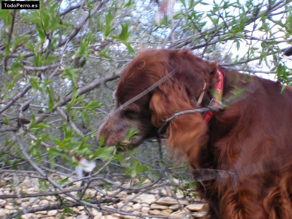 La foto del perro