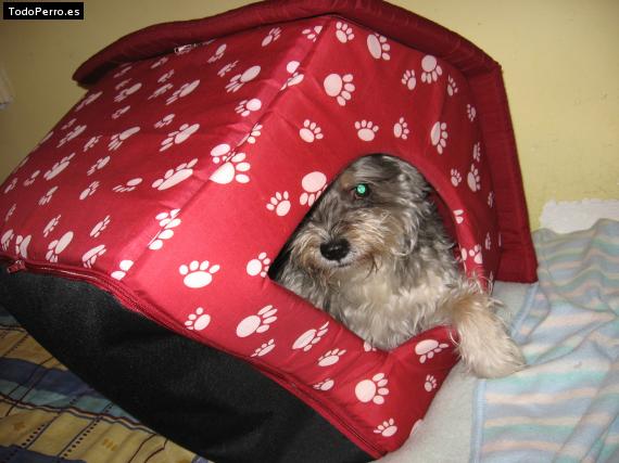 La foto del perro